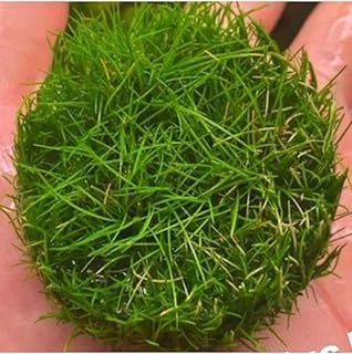 Mini Parvula In Vitro Cup Bitki ürün görseli 1