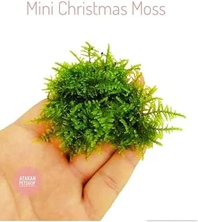 Mini Christmas Moss Cup Bitki ürün görseli 1