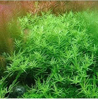 Rotala Sp Green Saksı Bitki ürün görseli 1