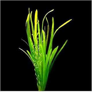 Vallisneria Spiralis Saksı Bitki ürün görseli 1