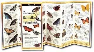 Common Butterflies Of The Southeast (Foldingguides) ürün görseli 1