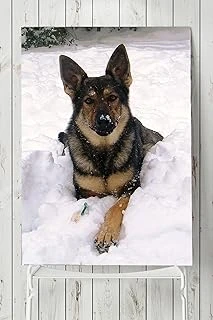 Postermanya (Pster5865) Kurt Köpeği Hayvan Posteri 50X70 Cm ürün görseli 1