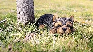 Runadi Hi- Line Gift 87710-M Yorkshire Terrier Uyuyan Evcil Hayvan Dostları Heykeli, Siyah ürün görseli 1