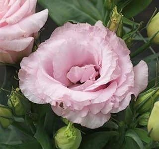 Lisianthus (Lale Gül) Julyet Serisi - Pembe (5 Tohum) ürün görseli 1