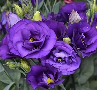 Lisianthus (Lale Gül) BüyܠSerisi - Koyu Mavi̇ (5 Tohum) ürün görseli 1