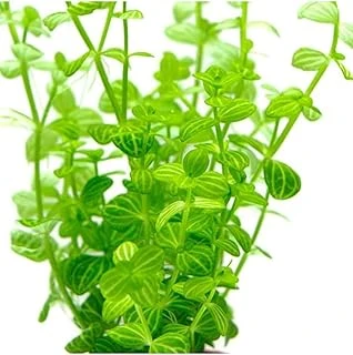 Lindernia Rotundifolia In Vitro Bitki ürün görseli 1