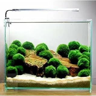İthal Bitki Marimo Moss Ball 2-3Cm Yosun Topu Bitki Kopy1-951512 ürün görseli 1