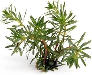 Rotala Wallichi In Vitro Bitki ürün görseli 1