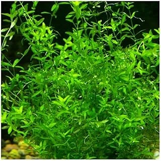 Micranthemum Micranthemoides In Vitro Bitki ürün görseli 1