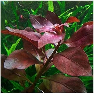 Ludwigia Repens Rubin Saksı Bitki Tr-P292 ürün görseli 1