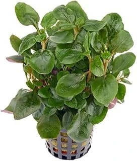Lobelia Cardinalis Mini Saksı Bitki ürün görseli 1