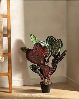 Madame Coco Nicola Saksılı Çiçek ürün görseli 1