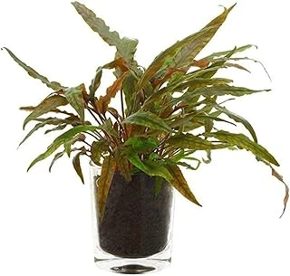 Cryptocoryne Undulatus Red Saksı Bitki ürün görseli 1