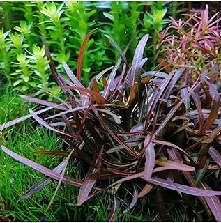 Hygrophila Araguaia In Vitro Bitki ürün görseli 1