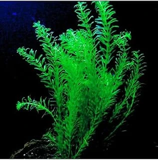 Elodea Species 5 Kök - Eledoa Bitki ürün görseli 1
