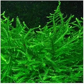 Vesicularia Dubyana Java Moss 10X10Cm Bitki ürün görseli 1