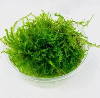 Peacock Moss Kutu Bitki ürün görseli 1