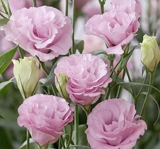 Lisianthus (Lale Gül) Advantage Serisi - Pembe (5 Tohum) ürün görseli 1