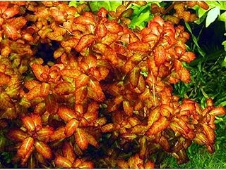 Ludwigia Senegalensis Guinea Saksı Bitki ürün görseli 1