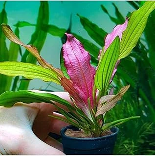 Echinodorus Miracle Saksı Bitki ürün görseli 1