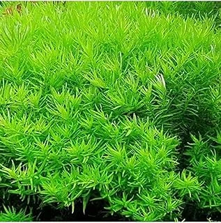 Rotala Indica Green Saksı Bitki ürün görseli 1
