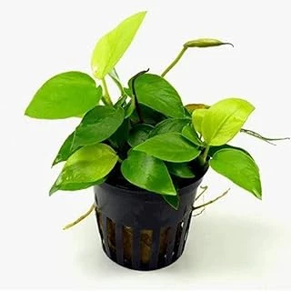 Anubias Nana Gold 6-7 Yapraklı Bitki ürün görseli 1