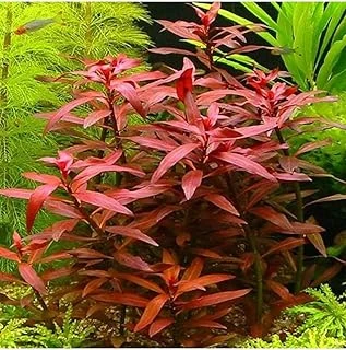 Ludwigia Peruensis Saksı Bitki P112 ürün görseli 1
