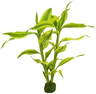 Dracaena Sanderiana Gold Saksı Bitki ürün görseli 1