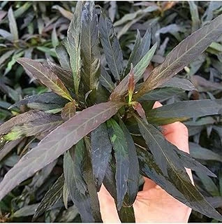 Hygrophila Angustifolia Rubra Saksı Bitki ürün görseli 1