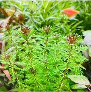 Myriophyllum Proserpinacoides Saksı Bitki Tr-949148 ürün görseli 1