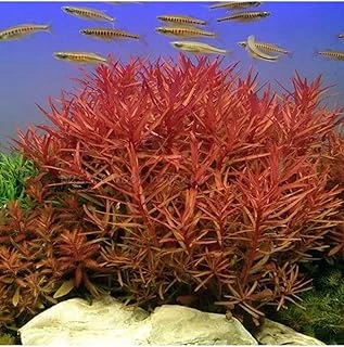 Nesaea Crassicaulis Saksı Bitki ürün görseli 1
