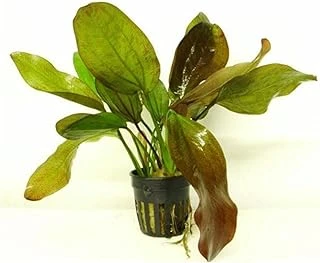 Echinodorus Fancy Twist Saksı Bitki ürün görseli 1