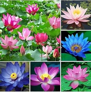 20 Adet Lotus Çiçeği Nilüfer Çiçeği Karışık Renkli Lotus Su Toprakta Yetişir ürün görseli 1