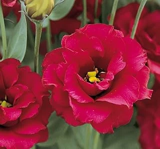 Lisianthus (Lale Gül) Gelin Buketi Serisi - Kirmizi (5 Tohum) ürün görseli 1