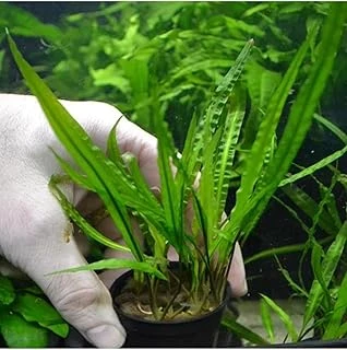 Cryptocoryne Balansae Bitki ürün görseli 1