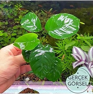 Anubias Broad Leaf 6-7 Yapraklı Bitki M ürün görseli 1