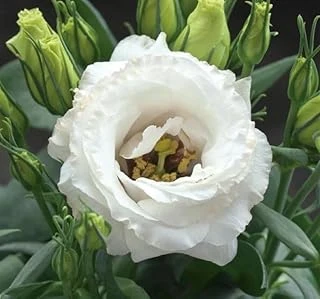 Lisianthus (Lale Gül) Julyet Serisi - Beyaz (5 Tohum) ürün görseli 1