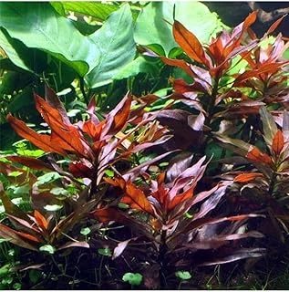 Ludwigia Glandulosa Saksı Bitki ürün görseli 1