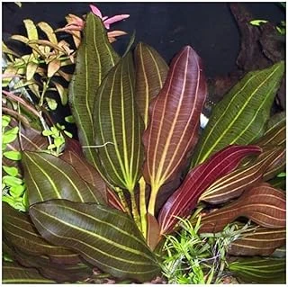Echinodorus Red Rubin Saksı Bitki ürün görseli 1