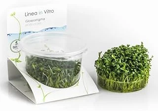 Glossostigma Elatinoides In Vitro 200Cc Bitki ürün görseli 1