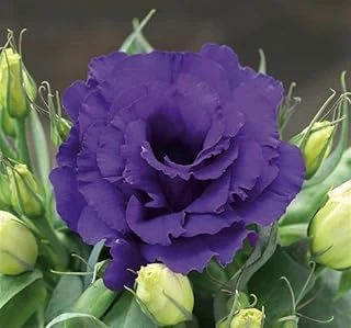 Lisianthus (Lale Gül) Julyet Serisi - Mavi̇ (5 Tohum) ürün görseli 1