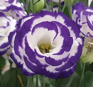 Lisianthus (Lale Gül) Gelin Buketi Serisi - Mavi̇ Nokta (5 Tohum) ürün görseli 1