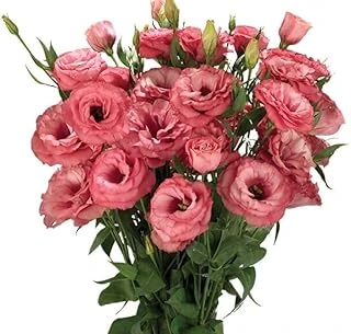 Lisianthus (Lale Gül) Advantage Serisi - Gül Rengi̇ (5 Tohum) ürün görseli 1