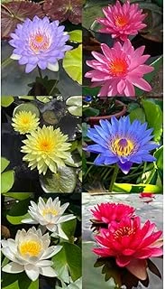 15 Adet Lotus Çiçeği Nilüfer Çiçeği Karışık Renkli Lotus Su Toprakta Yetişir ürün görseli 1