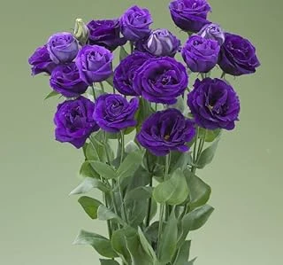 Lisianthus (Lale Gül) Gelin Buketi Serisi - Mor (5 Tohum) ürün görseli 1