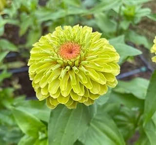 Zinnia - Kirli Hanım (Dev Çiçekli, Uzun Boylu) - Lime Renkli - 5 Tohum ürün görseli 1