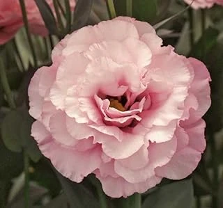 Lisianthus (Lale Gül) Gelin Buketi Serisi - Pembe (5 Tohum) ürün görseli 1