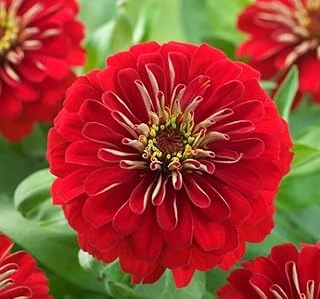 Zinnia (Kirli Hanım) Büyük Geniş Çiçekli - Alev Rengi̇ (5 Tohum) ürün görseli 1