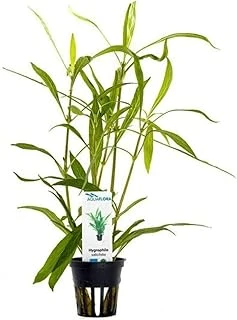 Hygrophila Salicifolia Saksı Bitki ürün görseli 1