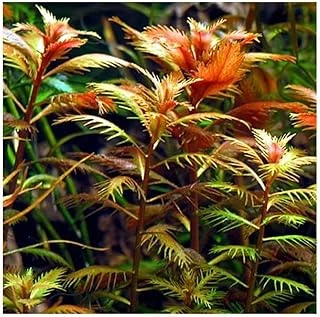 Proserpinaca Palustris Saksı Bitki Tr-P300 ürün görseli 1